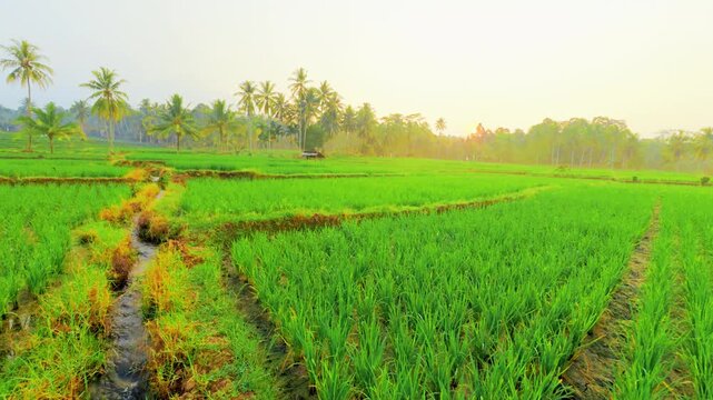 Wide panning shot of water flowing in a rural irrigation ditch through green rice paddies. Coconut palm trees on a tropical agricultural farm landscape at sunrise. 