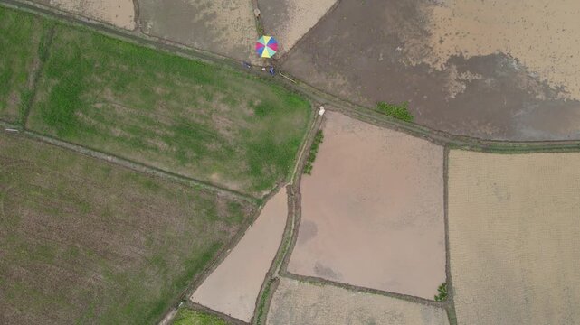 Aerial view of patchwork rice paddies with a person under a colorful umbrella working along a narrow path dividing the fields.