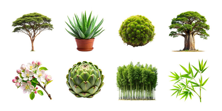 Botanical collection isolated leaves vegetables moss and small trees on transparent background