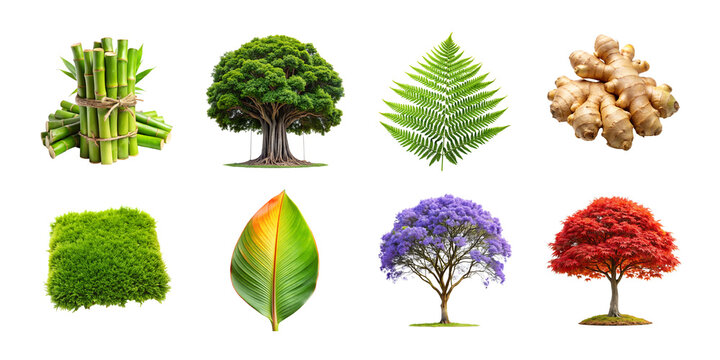 Collection of tropical plants and foliage isolated on transparent background