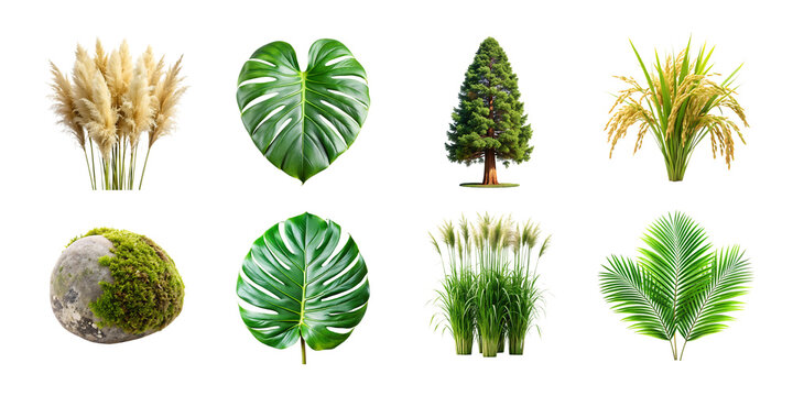 Collection of botanical elements including pampas grass monstera pine tree and palm leaves isolated on transparent background