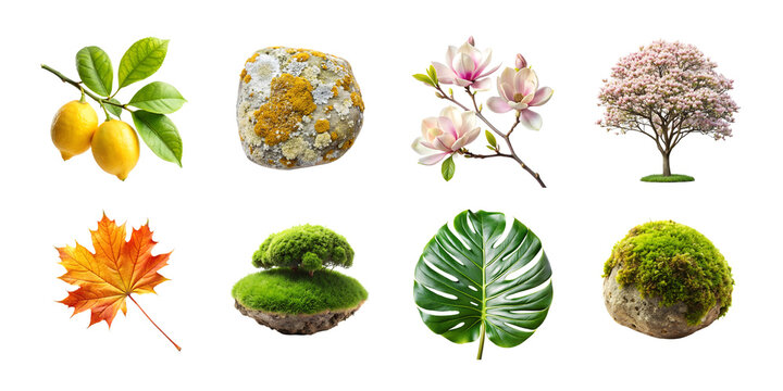 Botanical collection lemons lichen magnolia maple moss monstera and flowering tree isolated on transparent background