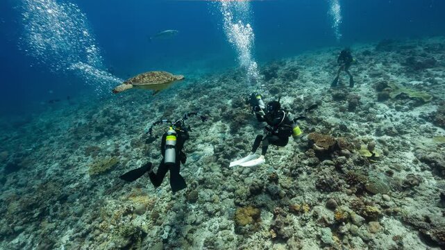 A group of SCUBA Divers watch as a Green Turtle descends towards them and the coral reef below in the Palau Marine Sanctuary