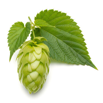 Fresh green hops cone with leaves