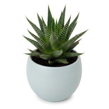Green haworthia plant in white pot