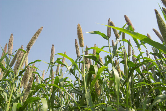 pearl millet on blue sky background