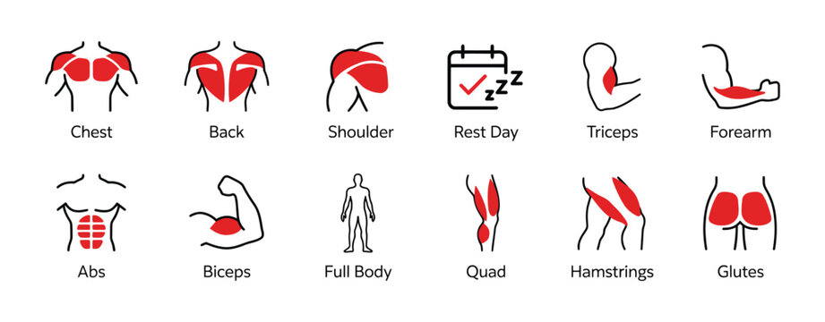 Workout Muscle Group Icons with fitness anatomy symbols for training muscles, gym workouts, body parts targeting, exercise plans, health fitness, and vector illustration.