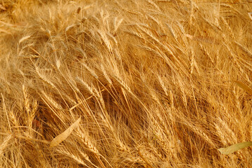 Obraz premium close up of wheat field