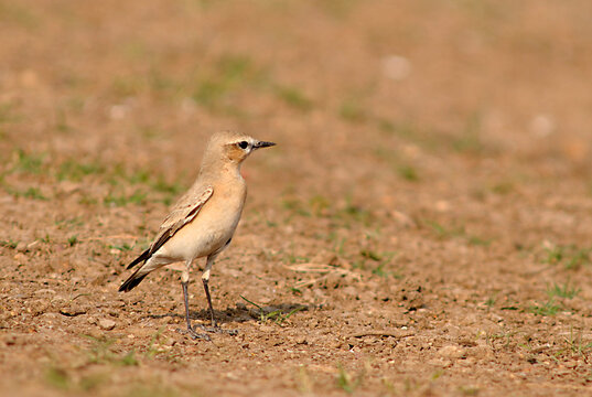 bird desert pipit