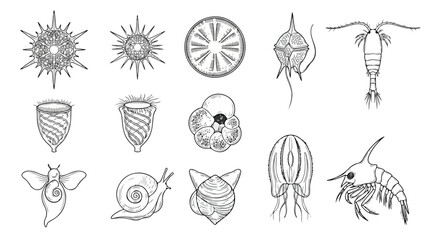 Vintage plankton and microorganism illustrations, set of 13 scientific marine biology icons, black and white aquatic life vector line art © Saad