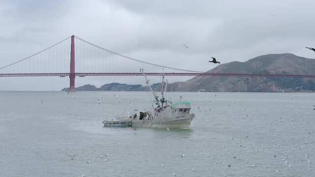 Commercial Fishing Vessel Surrounded by Seabirds In San Francisco Bay - Epic, Aerial Shot
