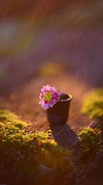 Daisy flower blossoming with pink and white petals sitting inside a thimble on a mossy surface, receiving a gentle sun shower and glowing with warm light