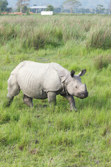 Obraz premium rhino in the grass