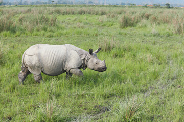 Fototapeta premium rhino in the grass