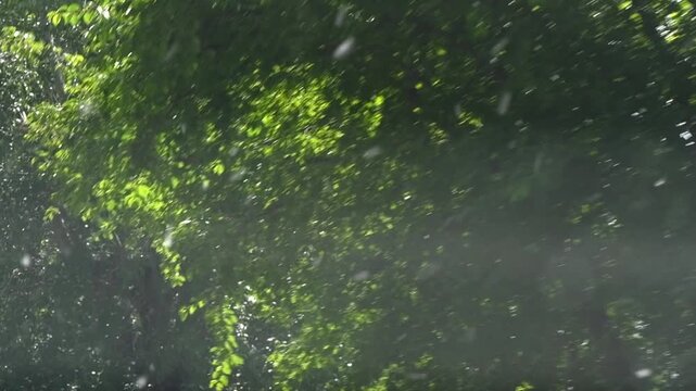 Poplar tree full of green foliage shedding its airborne cottonwood seeds, creating a light, fluffy spectacle against a bright summer sky, symbolizing allergy season and the changing environment