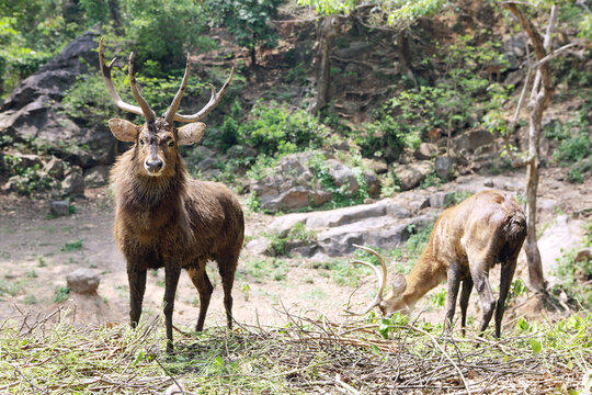 two deer in the woods