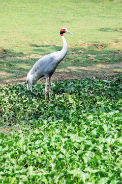 saras crane in pond