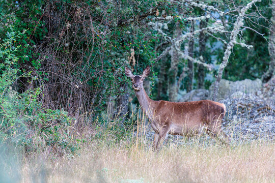 Cervus elaphus. Female common or European deer in a forest clearing.