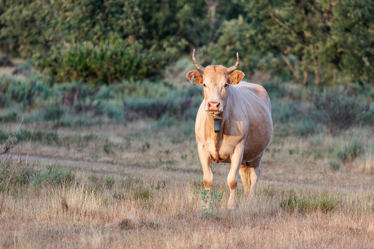 Light brown cow looking straight ahead in the meadow. Villardeciervos, Sierra de la Culebra, Zamora, Castile and Le&oacute;n, Spain.