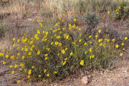 Halimium ocymoides. Basil-leaved rock rose with its inflorescences.