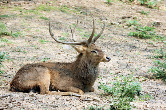 deer in the wild