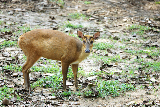 deer in the grass