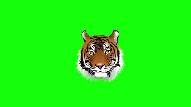 Close-up of a Tiger's Head on Bright Green Screen Background