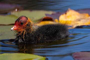 coot chick in a pond © Marcel