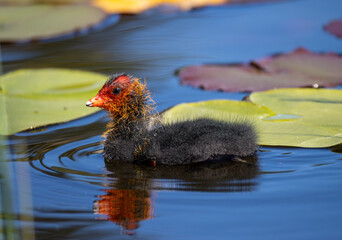 coot chick in a pond © Marcel