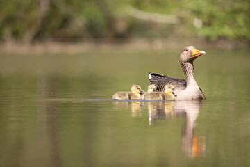 grey goose with chicks swimming in a pond © Marcel
