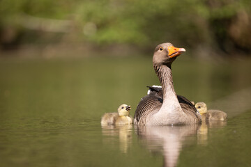 grey goose with chicks swimming in a pond © Marcel