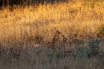 hare in dry, golden grass © Marcel