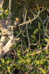 hoopoe bird on a tree © Marcel