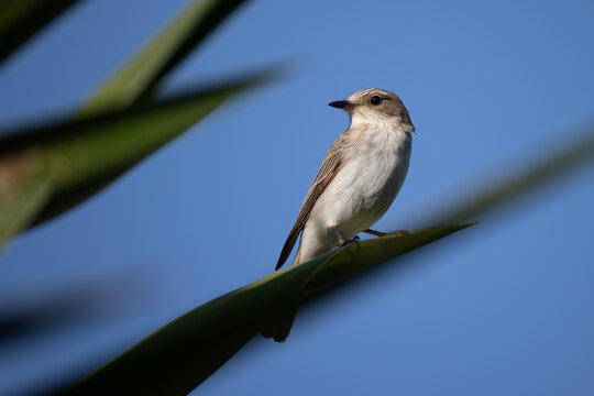 spotted flycatcher on a palm tree