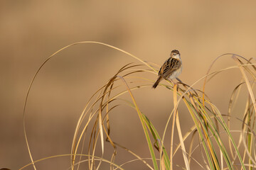 crested tit bird in Spain © Marcel