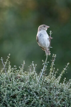 sparrow birds on a thin twig