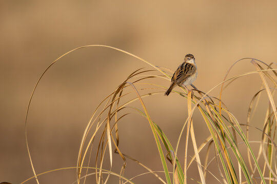 crested tit bird in Spain