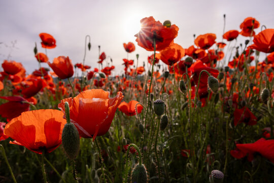 big red poppy flower field