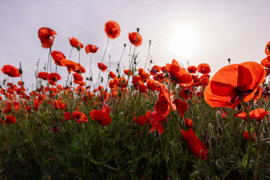 big red poppy flower field