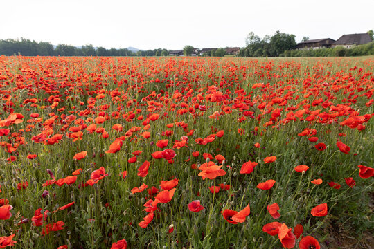 big red poppy flower field