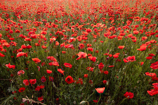 big red poppy flower field