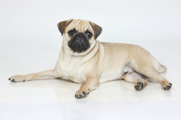 Obraz premium pug dog puppy