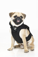 Obraz premium french pug dog puppy