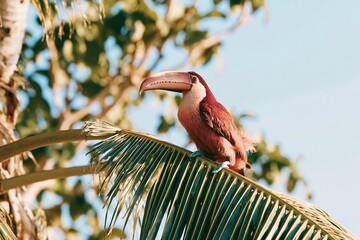 Fototapeta premium Vivid pink keel-billed toucan perched on a textured palm leaf against a soft teal and cream jungle background for tropical wildlife and exotic travel themes
