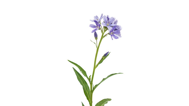 A single stem of light purple phlox flowers featuring small green leaves and a tiny water droplet, isolated on a solid black background