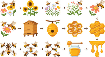 Honey bee production process collection, pollination and beekeeping lifecycle illustration set, natural honey vector infographic, isolated white background © Vexora Studio