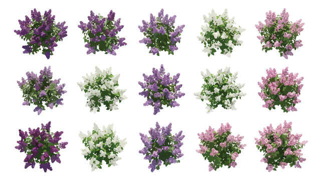 Lilac bush top view collection, 15 blooming syringa shrubs in purple and white, garden landscape plant vector set for architectural site plans