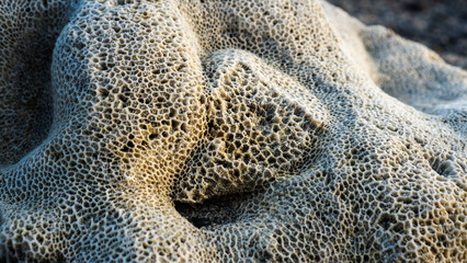 Detailed coral surface with organic porous pattern captured on a tropical coastline. © ANTONIUS