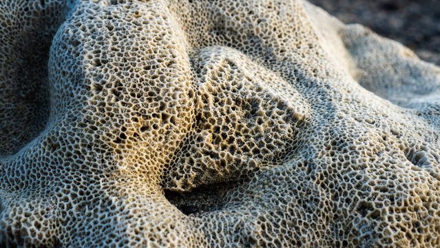Detailed coral surface with organic porous pattern captured on a tropical coastline.