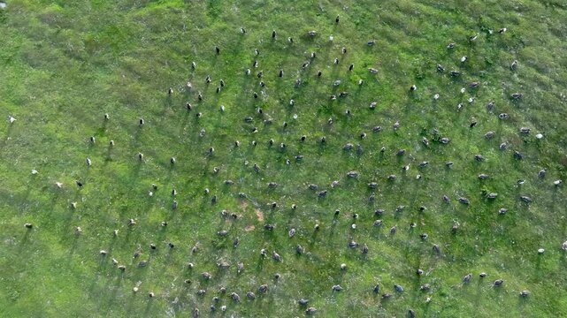 Top down drone footage of a penguin colony scattered across open green grassland in the Falkland Islands, ideal for wildlife, seabird habitat and remote nature themes.